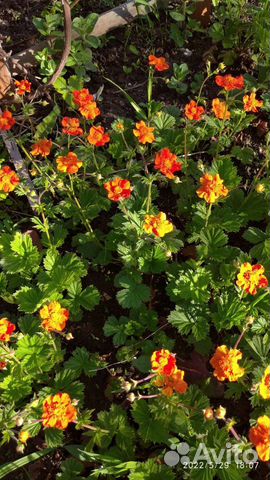 Гравилат Чилийский