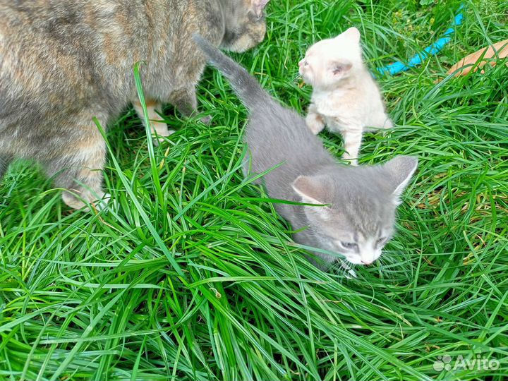 Котята в добрые руки