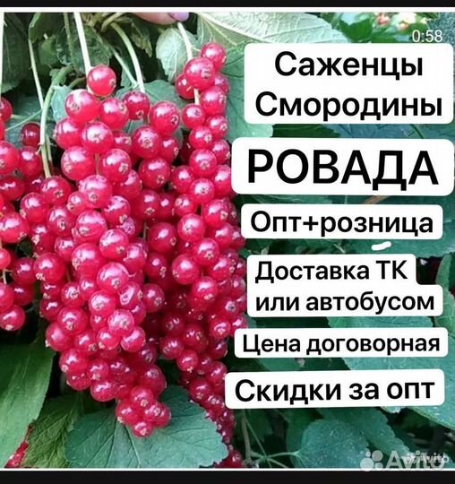Смородина Ровада, элитные саженцы