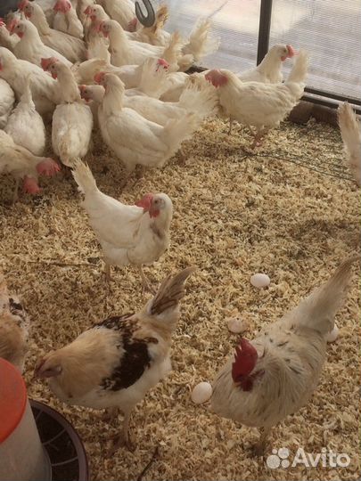 Продаются куры годовалые