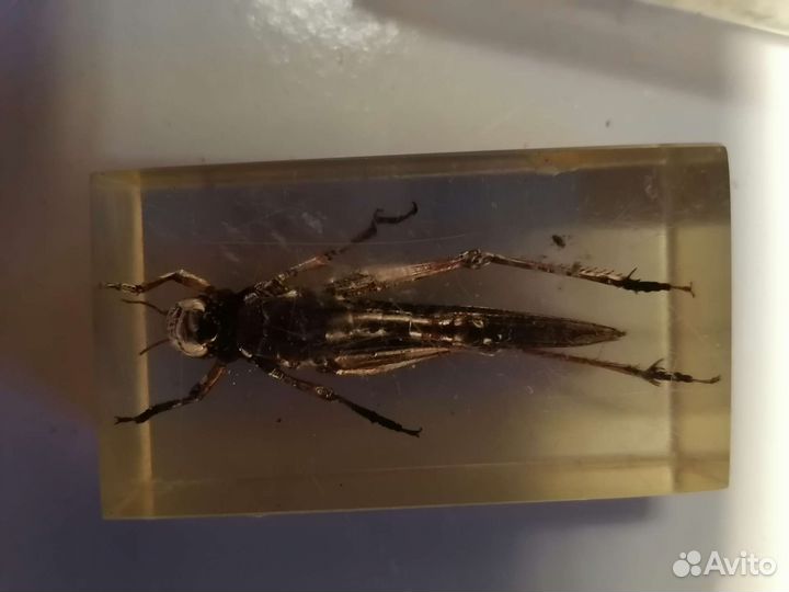 Насекомые в стекле, 4штуки