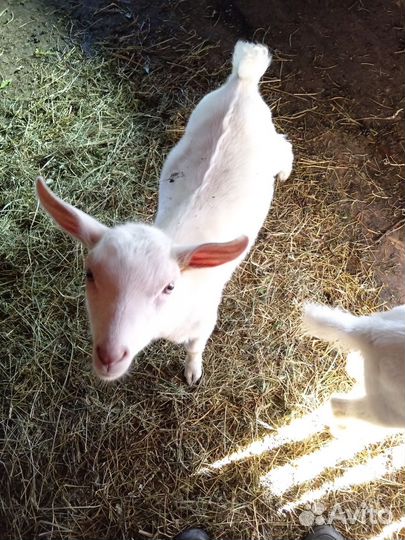 Козлики зааненские