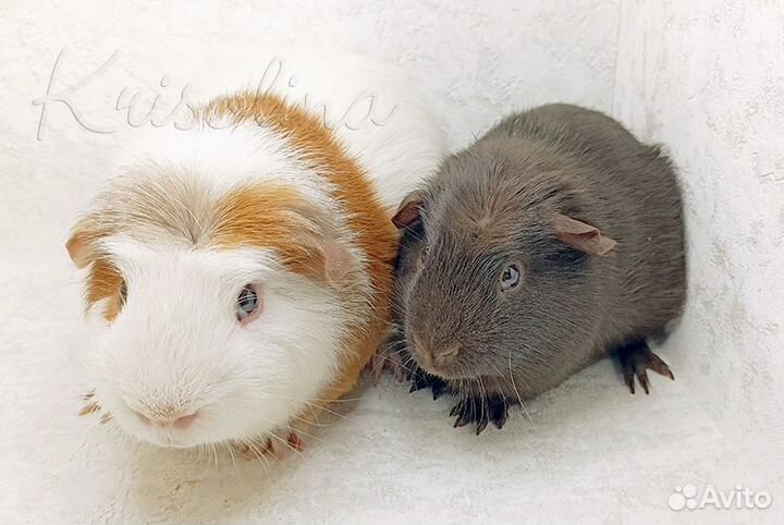 Две морские свинки вместе (самцы)