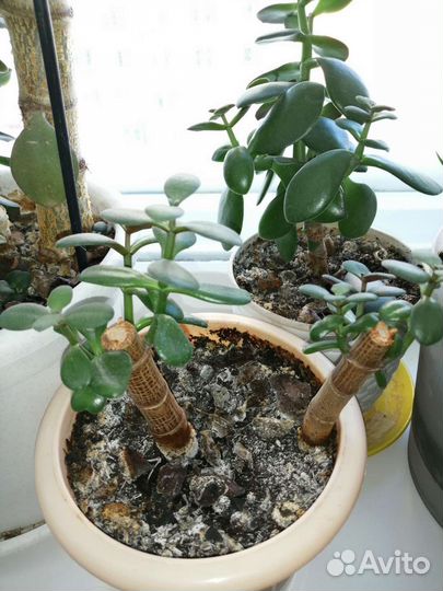 Денежное дерево толстянка крассула