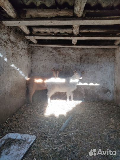 Продам коз