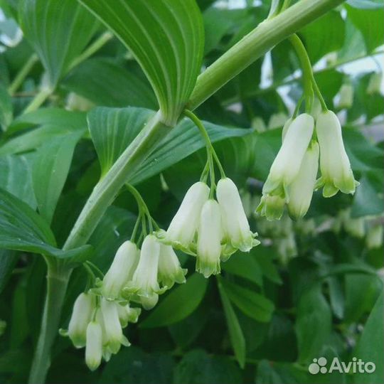 Купена садовая