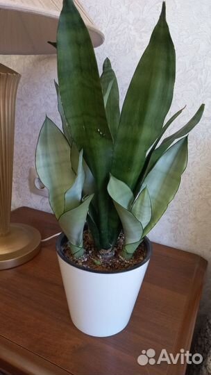 Сансевиерии сортовые Муншайн,футура грин