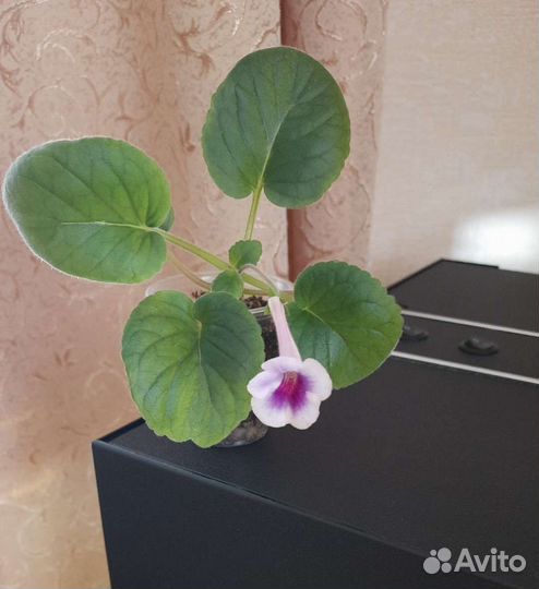 Синнингия мини