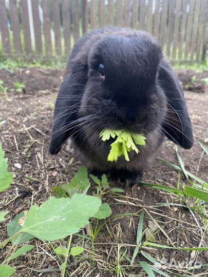 Декоративный кролик самец с клеткой, вольером