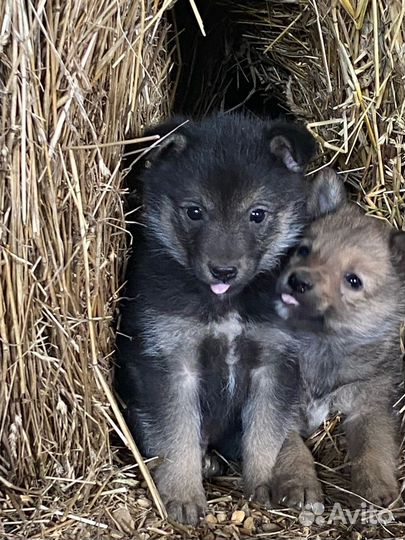 Собака в добрые руки щеноки