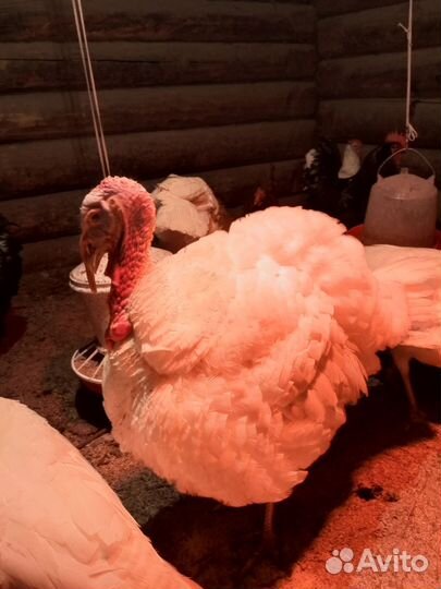 Кролики 12 шт. 5месяцев индюк 6. Петух 6 м