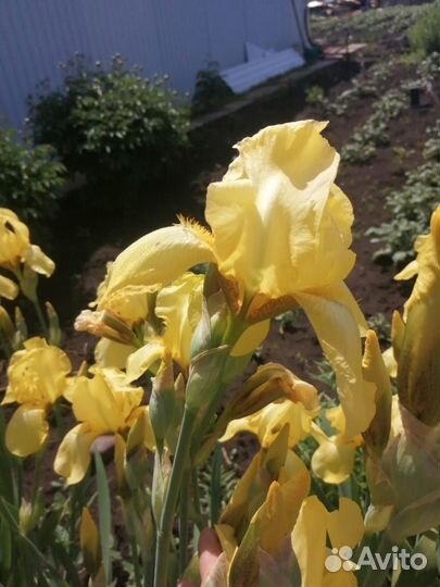 Ирисы сортовые