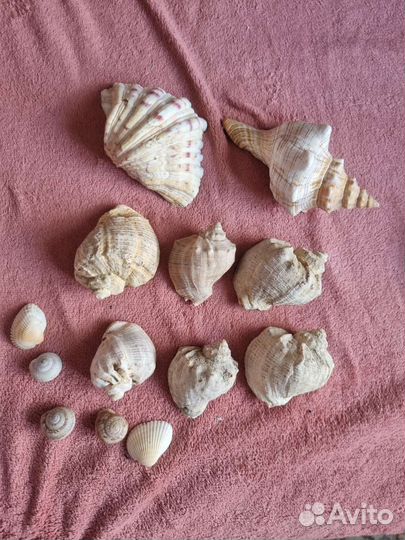 Коллекция морских ракушек