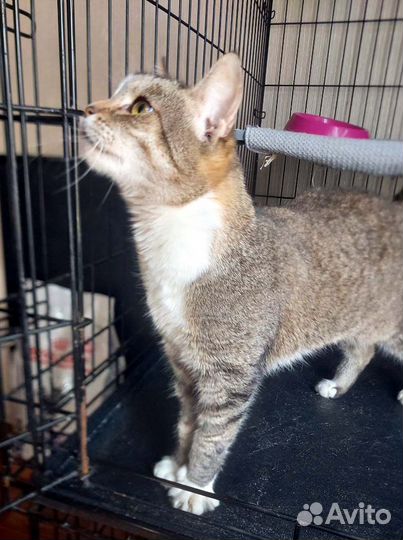 Ласковая и скромная кошечка-сирота, в дар