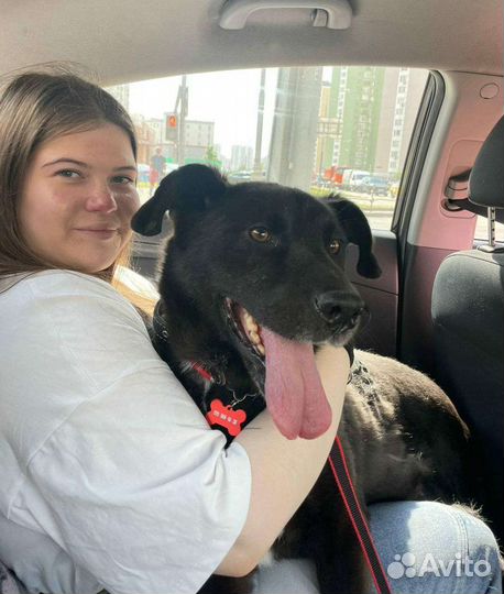 Собака каждое мгновение в приюте живет надеждой