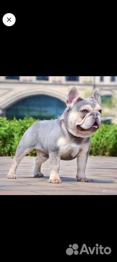 Шикарный лиловый французский бульдог вязка, щенки