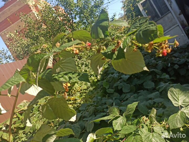 Саженцы ремонтантной малины