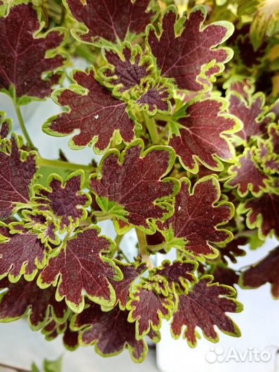 Колеусы.часть 4