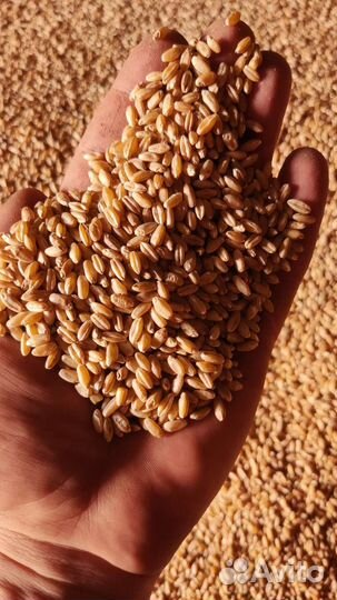 Пшеница твердая