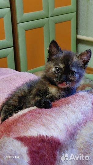 Мартовские котята