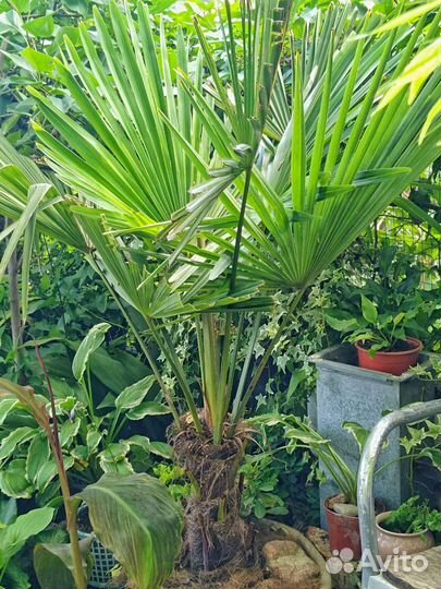 Пальма Трахикарпус Форчуна