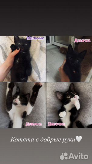 Котята ищут дом