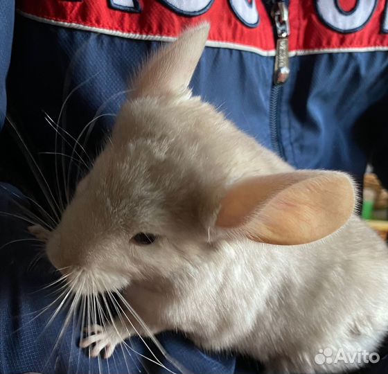 Шиншилла