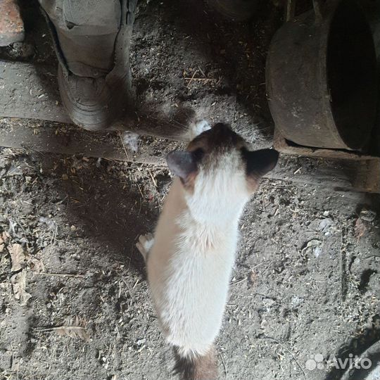 Котик бесплатно