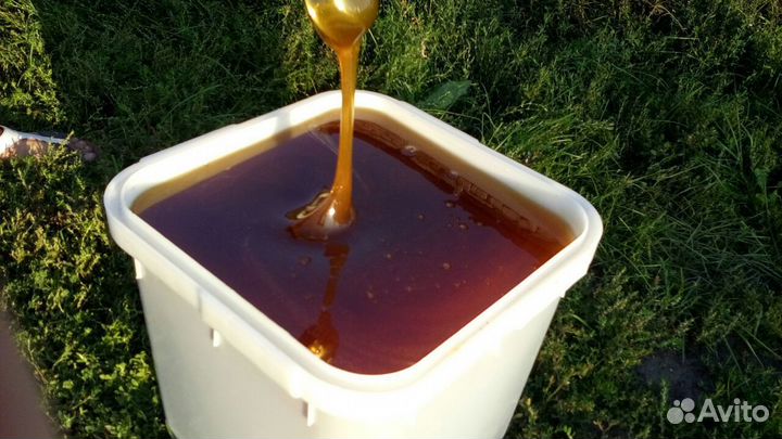 Мед таежный с дягилем (Алтай) 2023