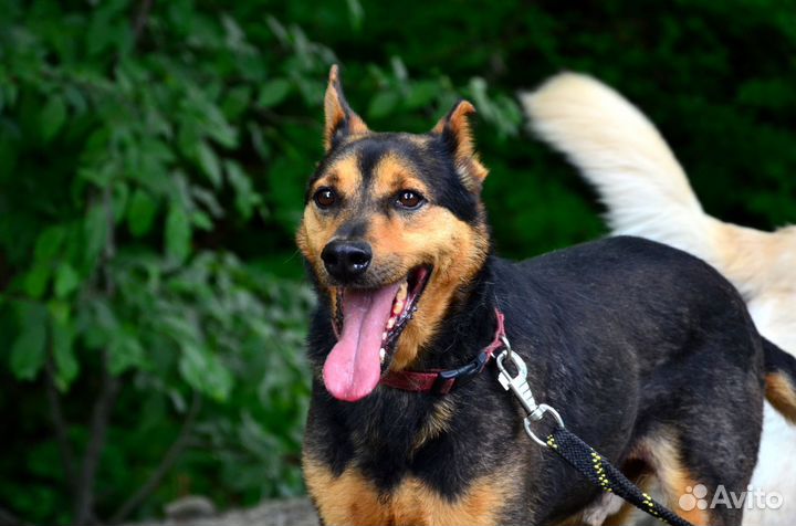 Собака в добрые руки