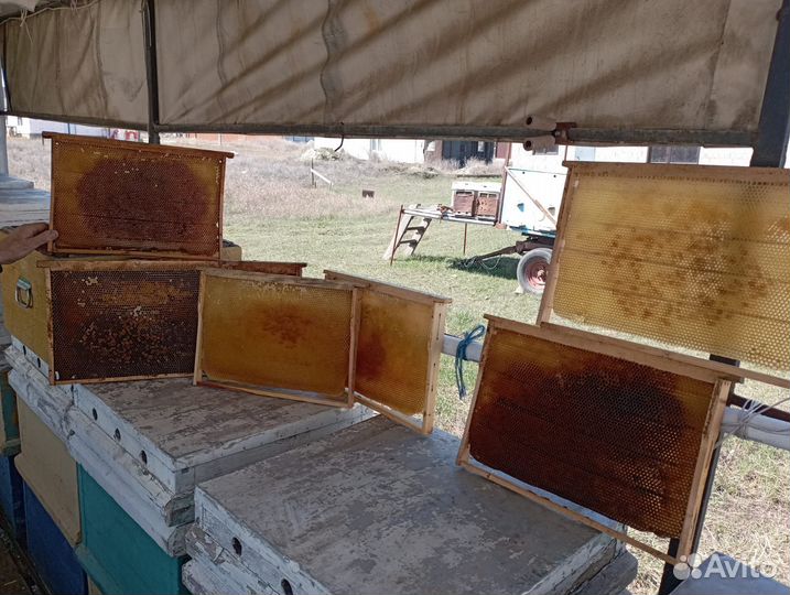 Сушь для пчел