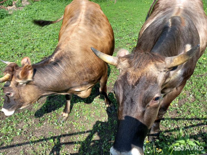 Корова нетель