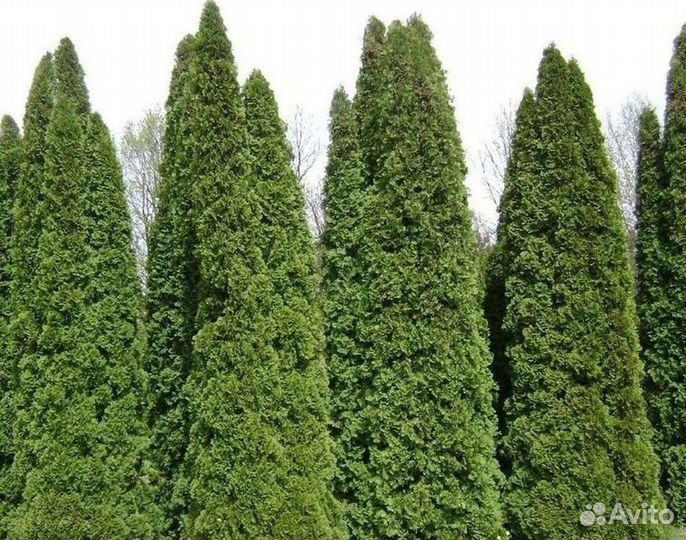 Туя колумна