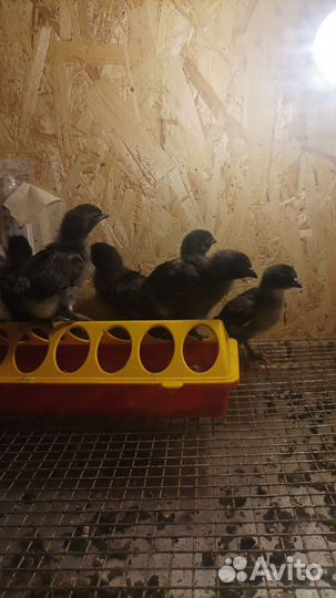 Инкубационное яйцо пород ухейлюй,марана,брама