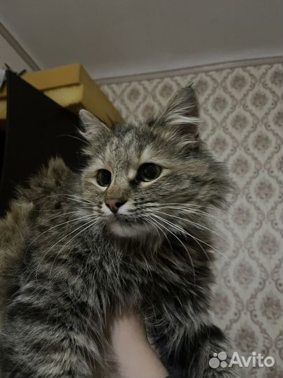 Кошка мейкун