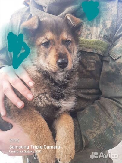 Щенок-девочка в добрые руки