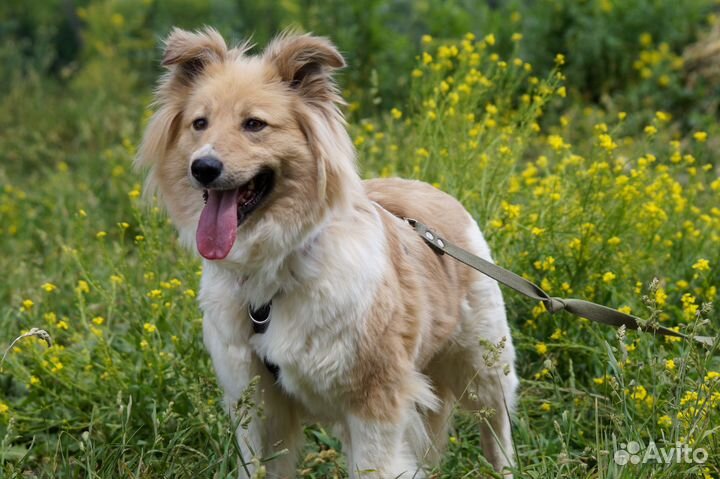 Нежная Раффи собака из приюта в добрые руки