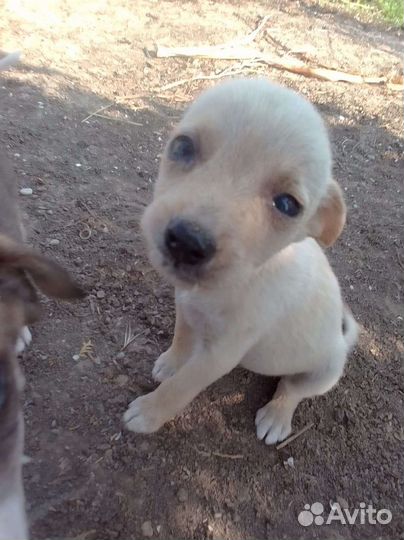 Щеночки от маленькой собаки