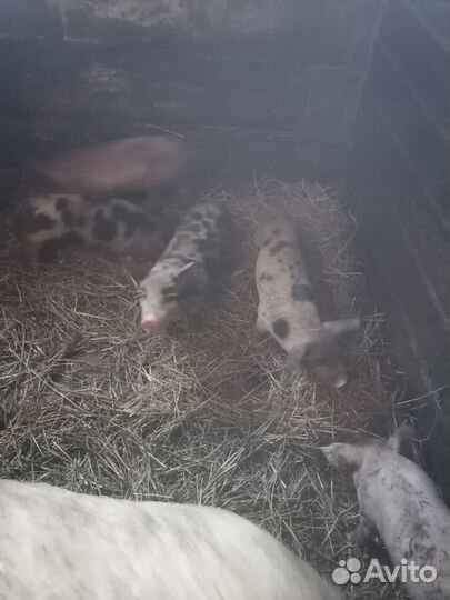 Поросята ландрас 1.5 месяца