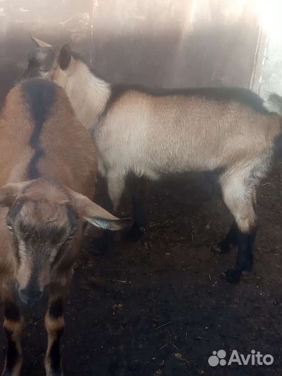 Альпийский козлик