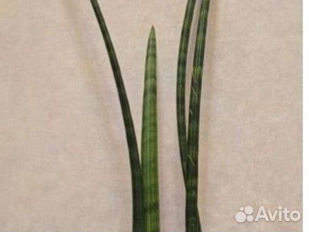 Сансивиерия