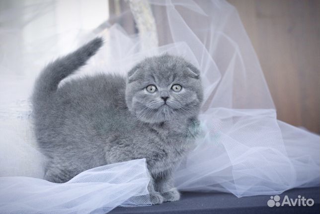 Вислоухие котята