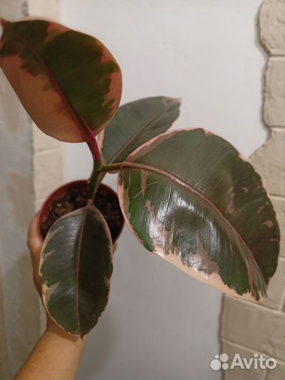 Фикусы на любой вкус