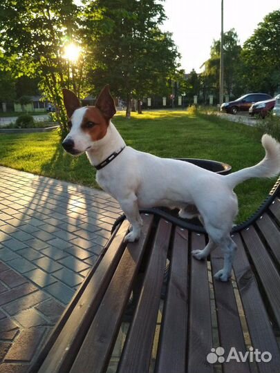Джек Рассел терьер Вязка