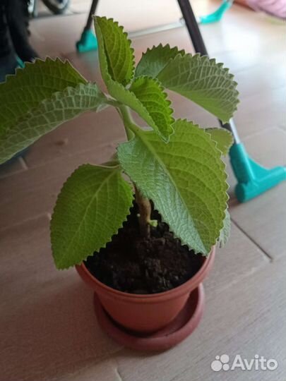 Комнатная мята