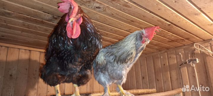 Куры петухи