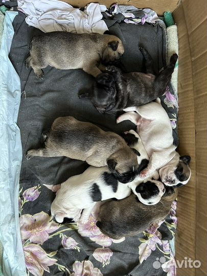 Французский бульдог