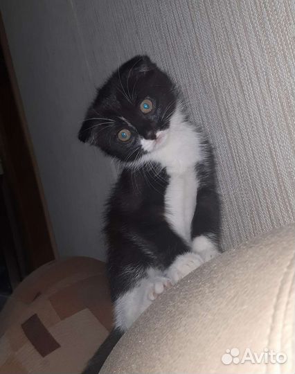 Кошка в дар