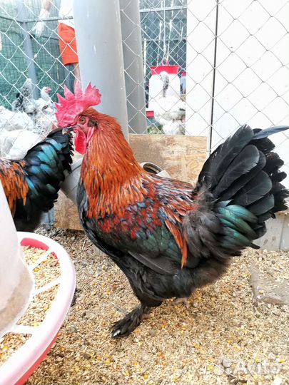 Петух Маран