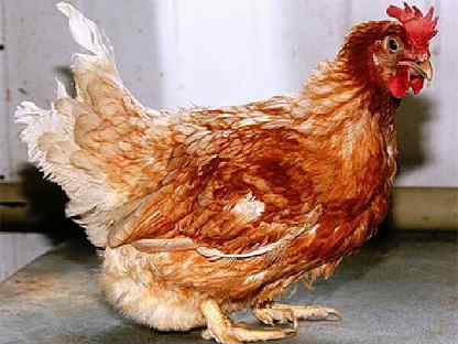 Куры, Хлевное